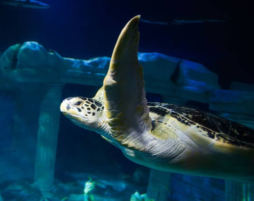 🌊 Sea Life Porto : Plongée au Cœur de l'Océan
